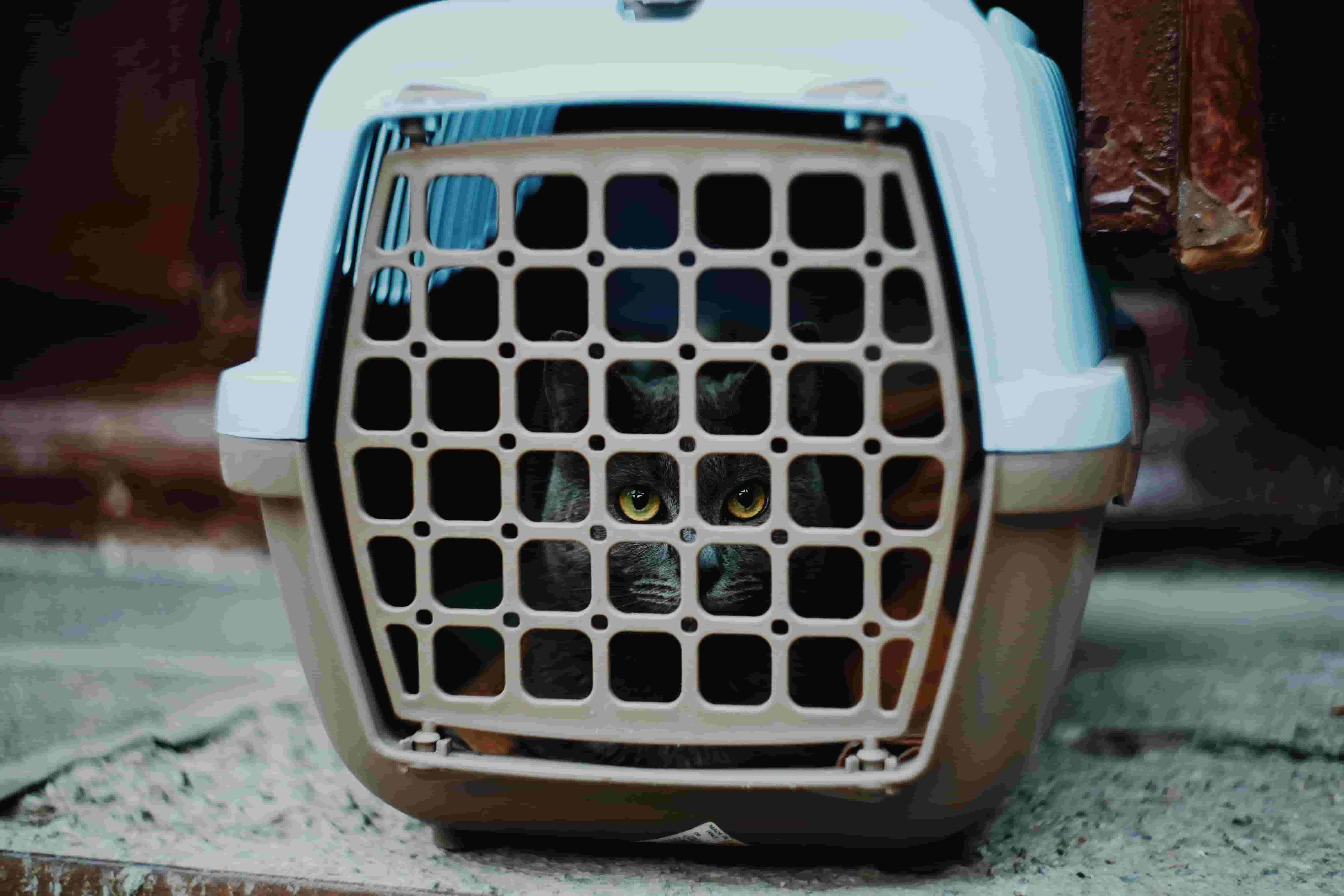 Transportines avión