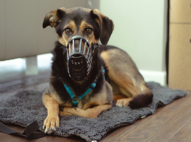 Perro con bozal de cesta paseando tranquilo por la ciudad en 2026