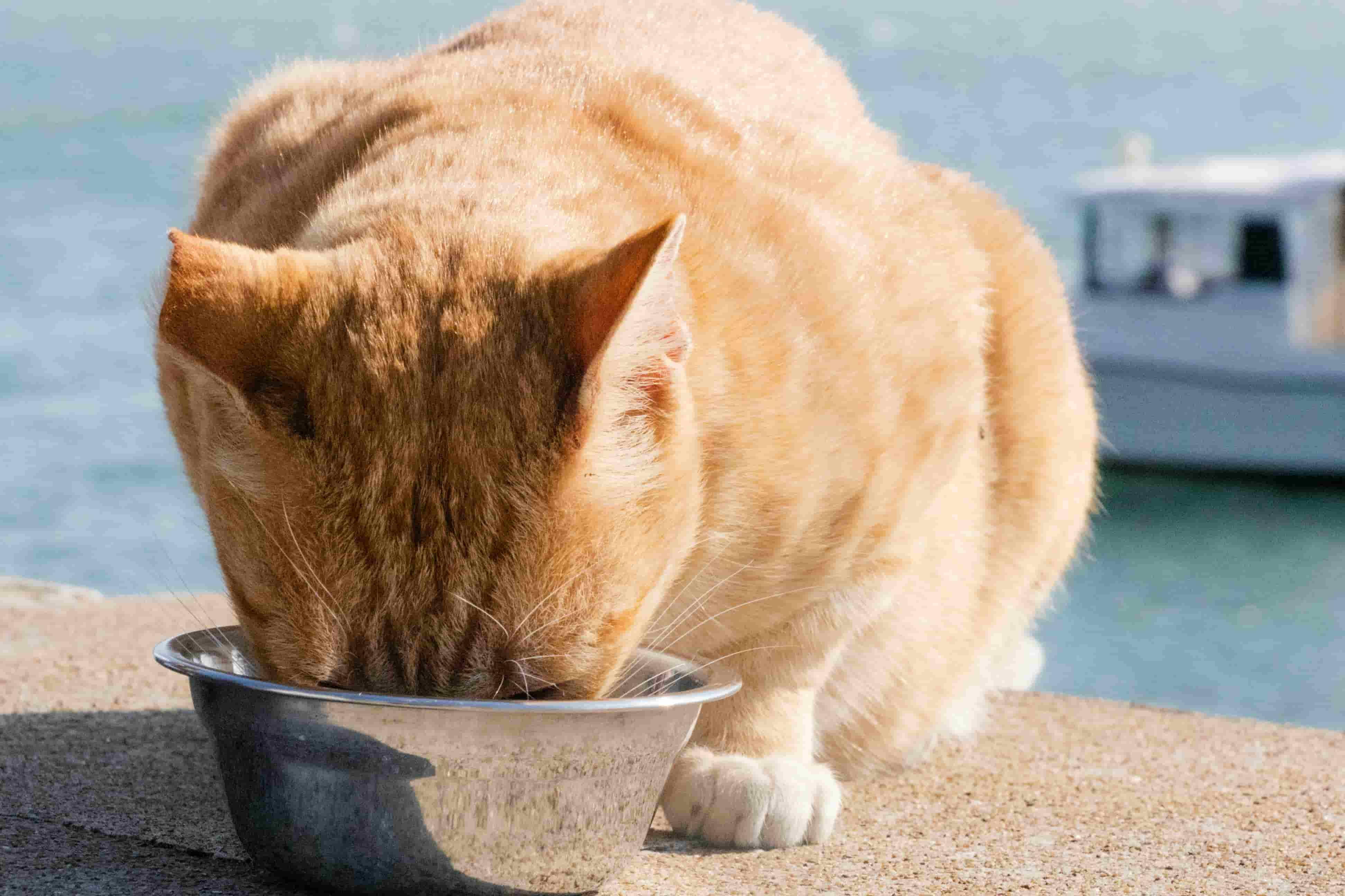 Gato adulto comiendo de su cuenco — frecuencia de alimentación felina