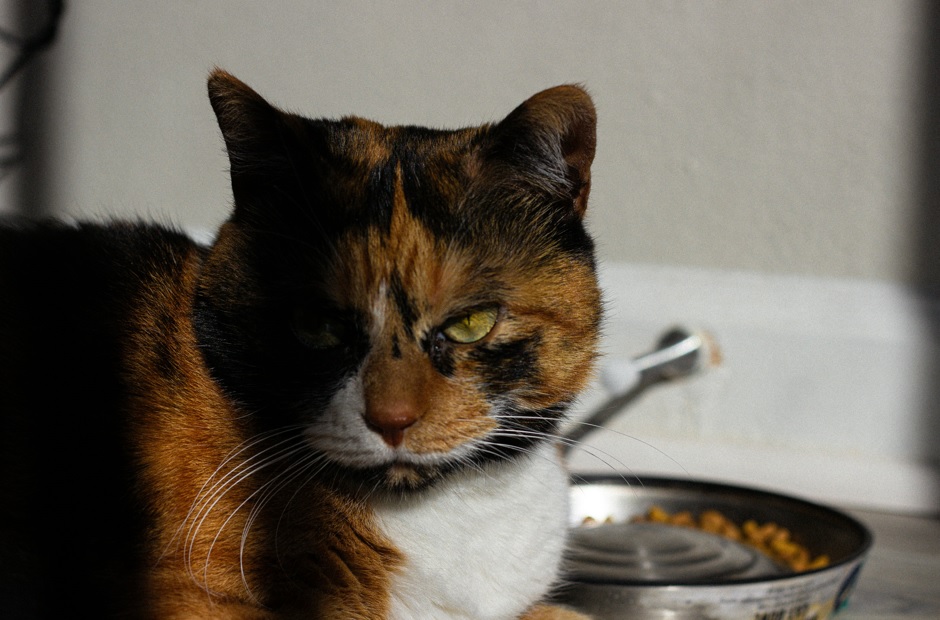 Gato ignorando su cuenco de pienso — causas y soluciones 2026