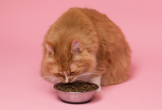 Comparativa comida seca vs fresca para gatos — qué es mejor