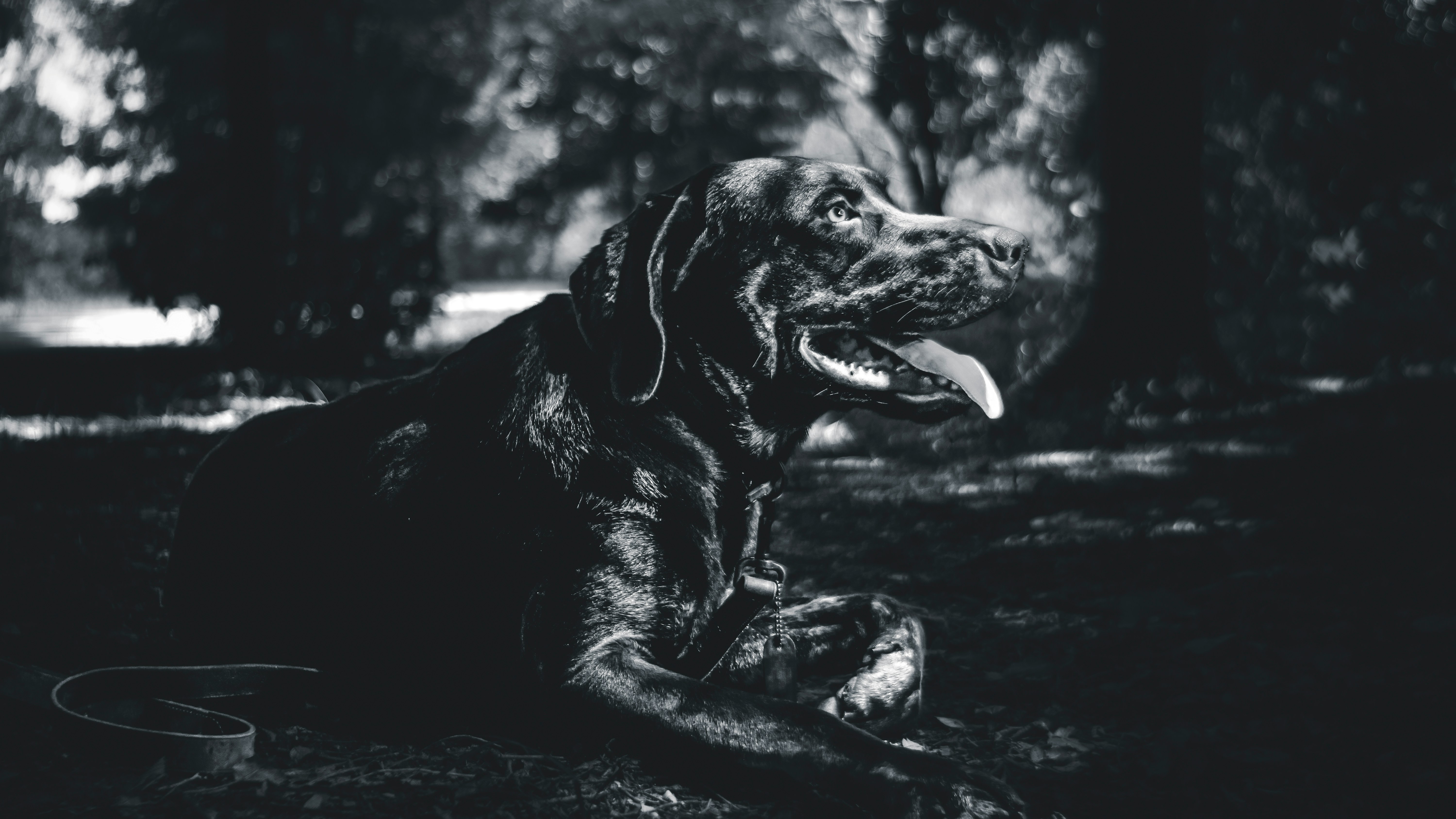 Perro con pienso hipoalergénico