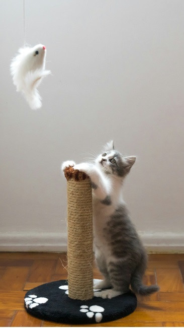 Gato usando rascador de sisal — comportamiento natural y saludable